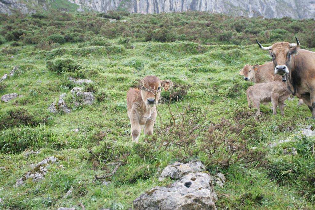 ホテル La Quintaesencia La Pereda de Llanes エクステリア 写真